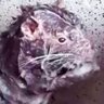 SEWER RAT 的头像