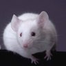 Profilbild von Connie Miksits