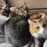 きよ profil fotoğrafı