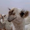 بشر profil fotoğrafı