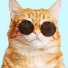 Profilbild von แมวกินปลา
