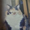 タマもずく's profile picture
