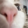 Elgato's profile picture