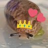 ねう ·*.꒰ঌ🐌໒꒱.*・゚ profil fotoğrafı