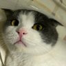 🌰預備跑! profil fotoğrafı