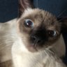 Messi MooMoo's profile picture