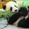 Profilbild von 🐼と共に…