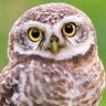 Profilbild von CuriousOwl