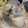 tomosuke profil fotoğrafı