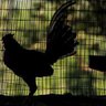 gallo_illegal profil fotoğrafı