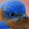 Sweet profil fotoğrafı