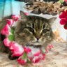 Фото профиля 招き猫