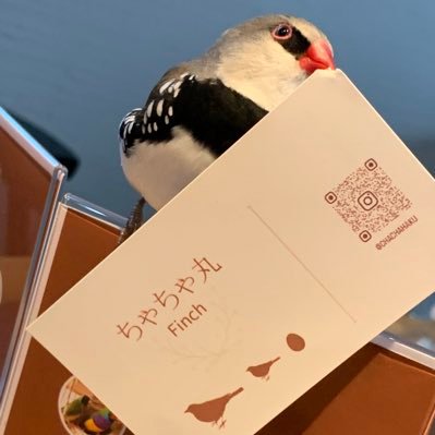 ちゃちゃ丸Finch(個人ブリーダー)'s profile picture