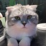 フルカゼ profil fotoğrafı