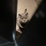 Фото профиля Broookks🐈⬛