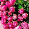 リンちゃん profil fotoğrafı