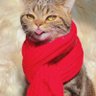 Happy2Cats's profile picture