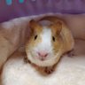 Фото профиля めぐ🐹