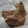 Profilbild von Quin bear truth