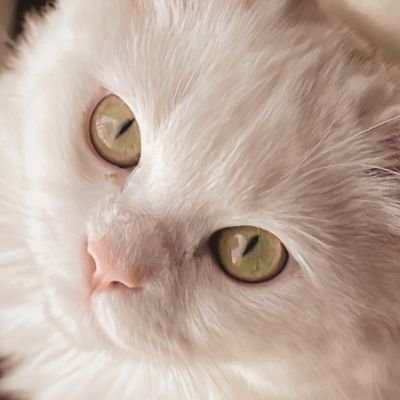 CatsLove's profile picture