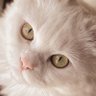 CatsLove profil fotoğrafı