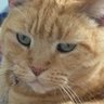 Slub.meow profil fotoğrafı