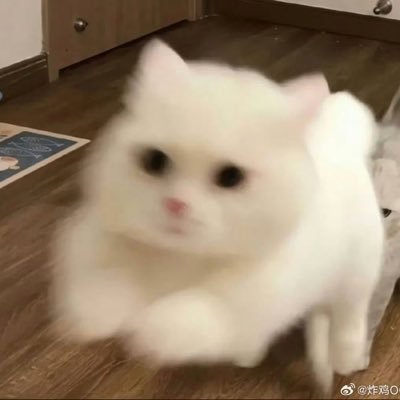 Shizukuraaab's profile picture