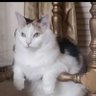 Artys Cat Girl 的头像