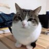 Nemurin84678 profil fotoğrafı