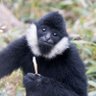 gimble's profile picture