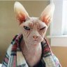 Conte Dracula's profile picture