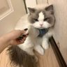 NotJustCats 的头像
