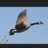 NorthernGoose's profile picture