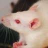 Alaric Ratte's profile picture