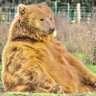 Profilbild von KalBear81