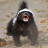 The Honeybadger profil fotoğrafı