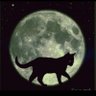 Profilbild von Cheshire Cat's Grin