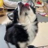 Фото профиля じゃりんちょ