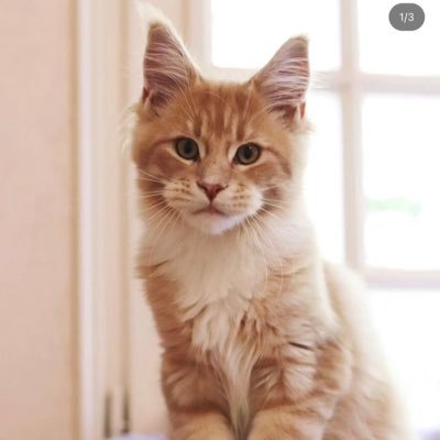 buatnontonbkp69's profile picture