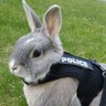 Profilbild von bunnyb0y