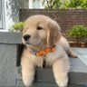 风景狗🐶's profile picture