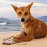 Dingo🌐 profil fotoğrafı