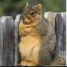 Rascanalgas's profile picture