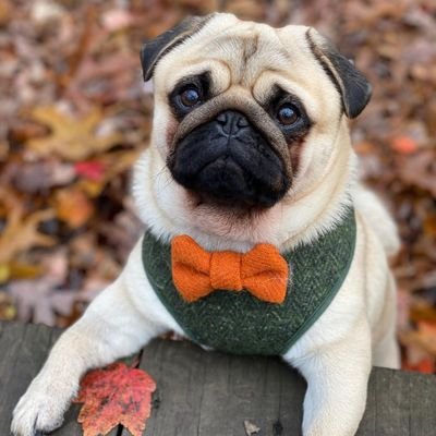 mafiya45750's profile picture