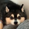 Boz's profile picture