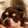 Profilbild von pessoa
