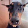 Profilbild von blaldas