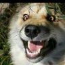lasv_wolf profil fotoğrafı