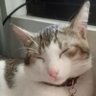 Profilbild von Trixie