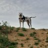 Alex Jeffrey (welease woger) profil fotoğrafı